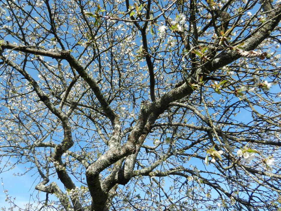 Cherry Tree blooming branches
