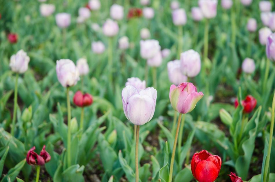 Tulip Flowers White