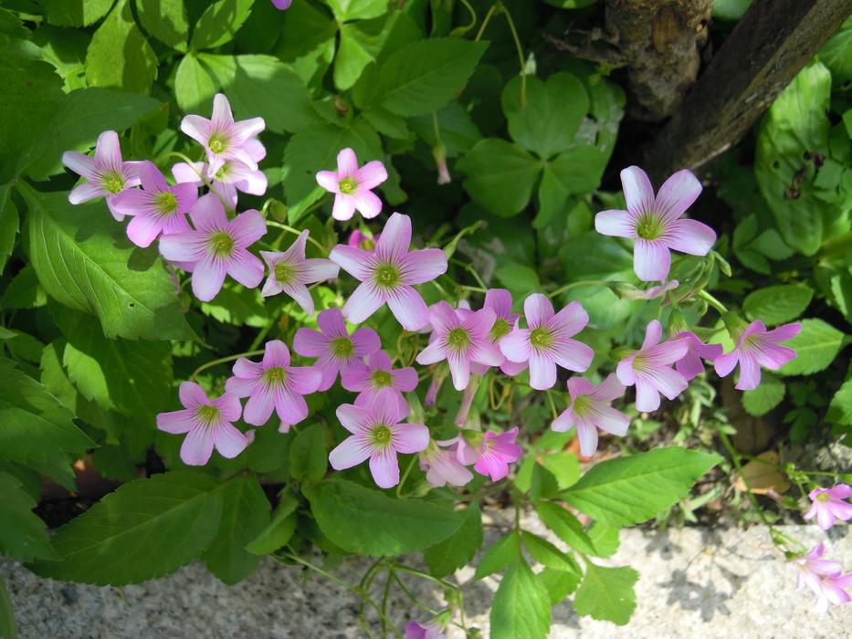 Pressing Grass Sauce Purple Flower