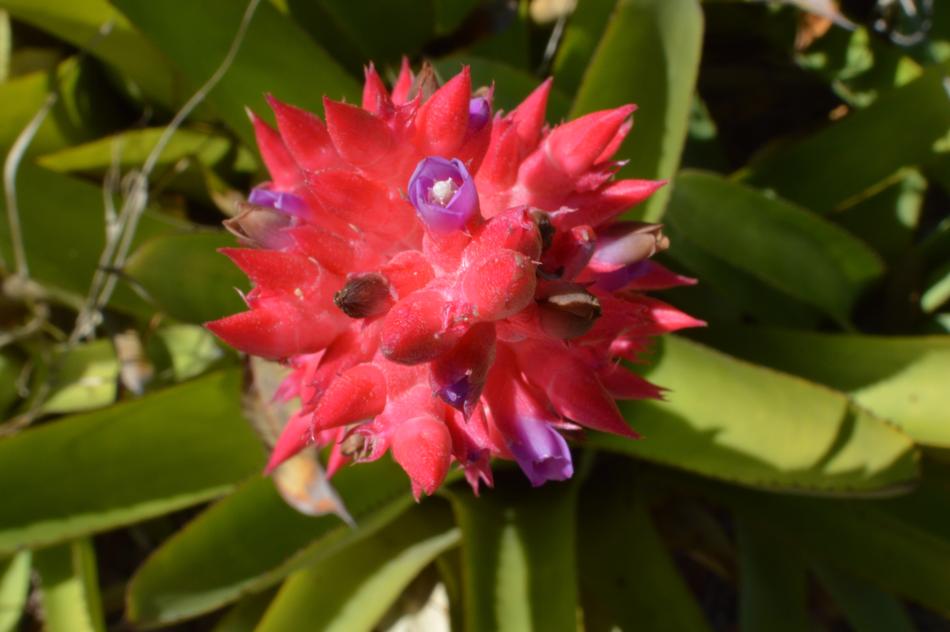 Macro photo of red Flower with purple plants
