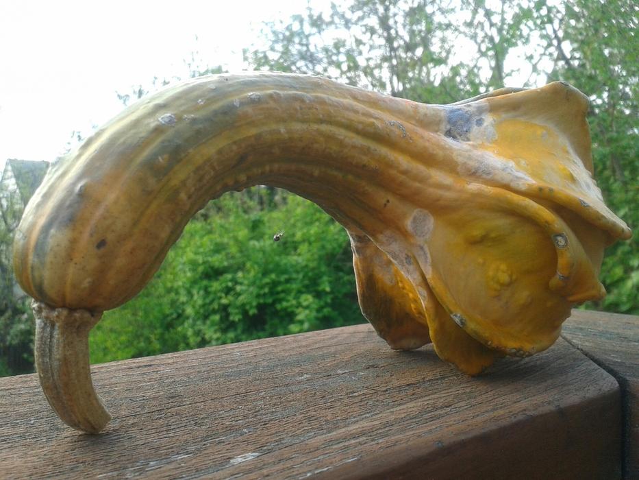 Gourd Fall