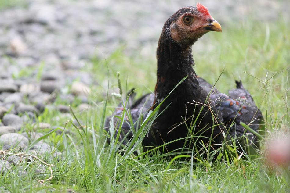 Chicken Hen Grass