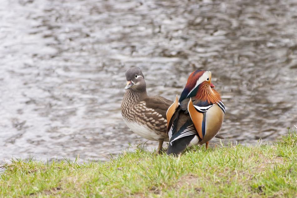 Two Ducks Water Waterfowl Mandarin