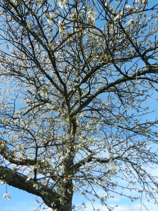 Cherry Tree