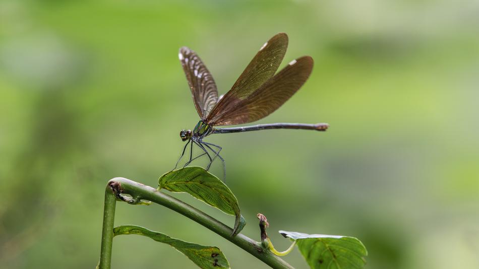dragonfly with big wings on the grass