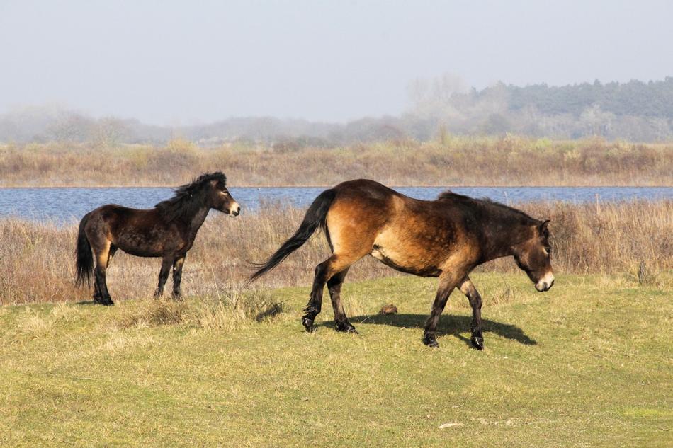 Ponies walking by the river