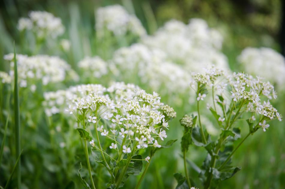 White Flowers Spring