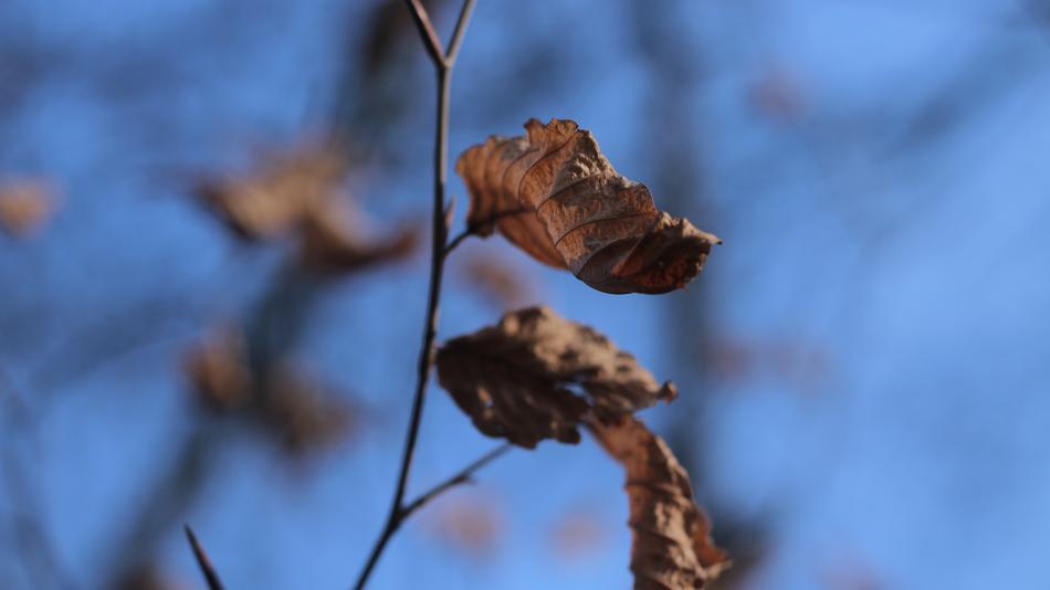 Leaves dry macro blur
