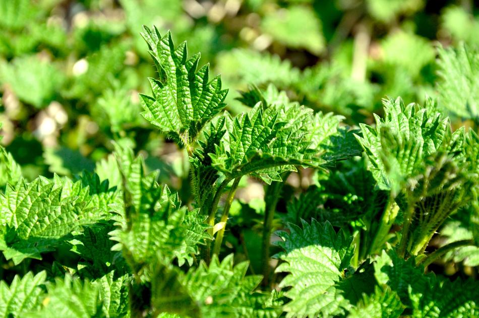 Stinging Nettle Green leaves at sunlight