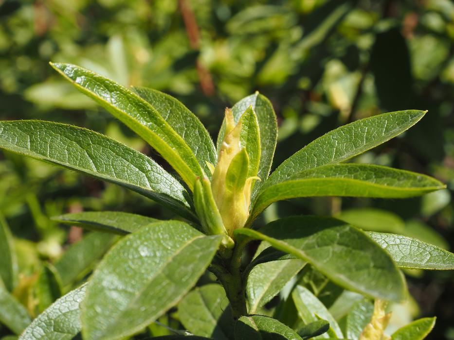Leaf Bud