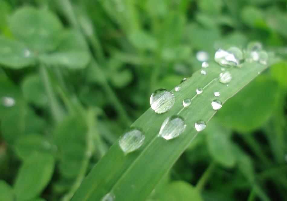 Water Drop Of Grass