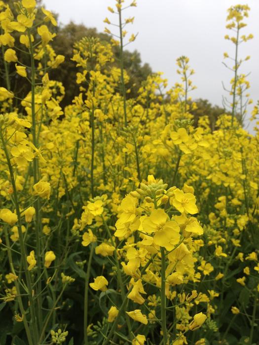 The Scenery of oilseed Rape