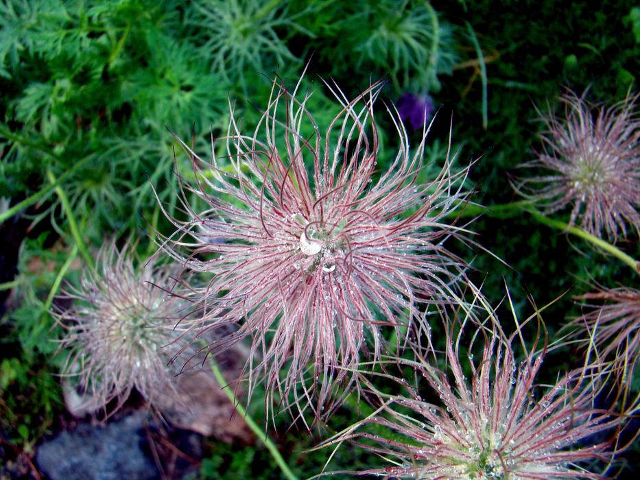Flower Seeds in Water