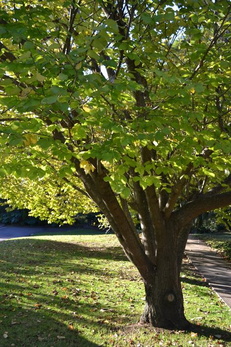 Dappled Sunlight