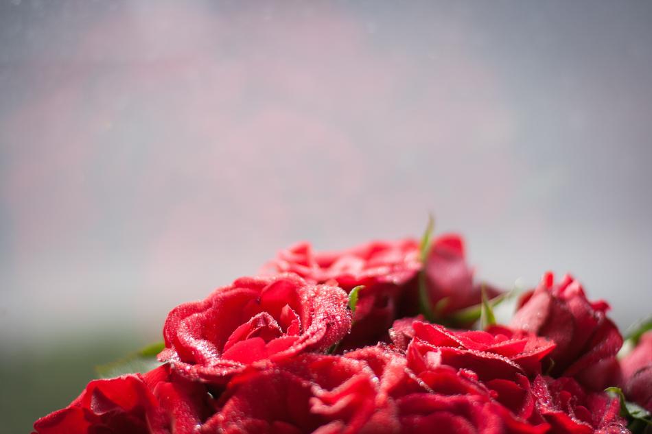 Roses Dew Red Drop Of