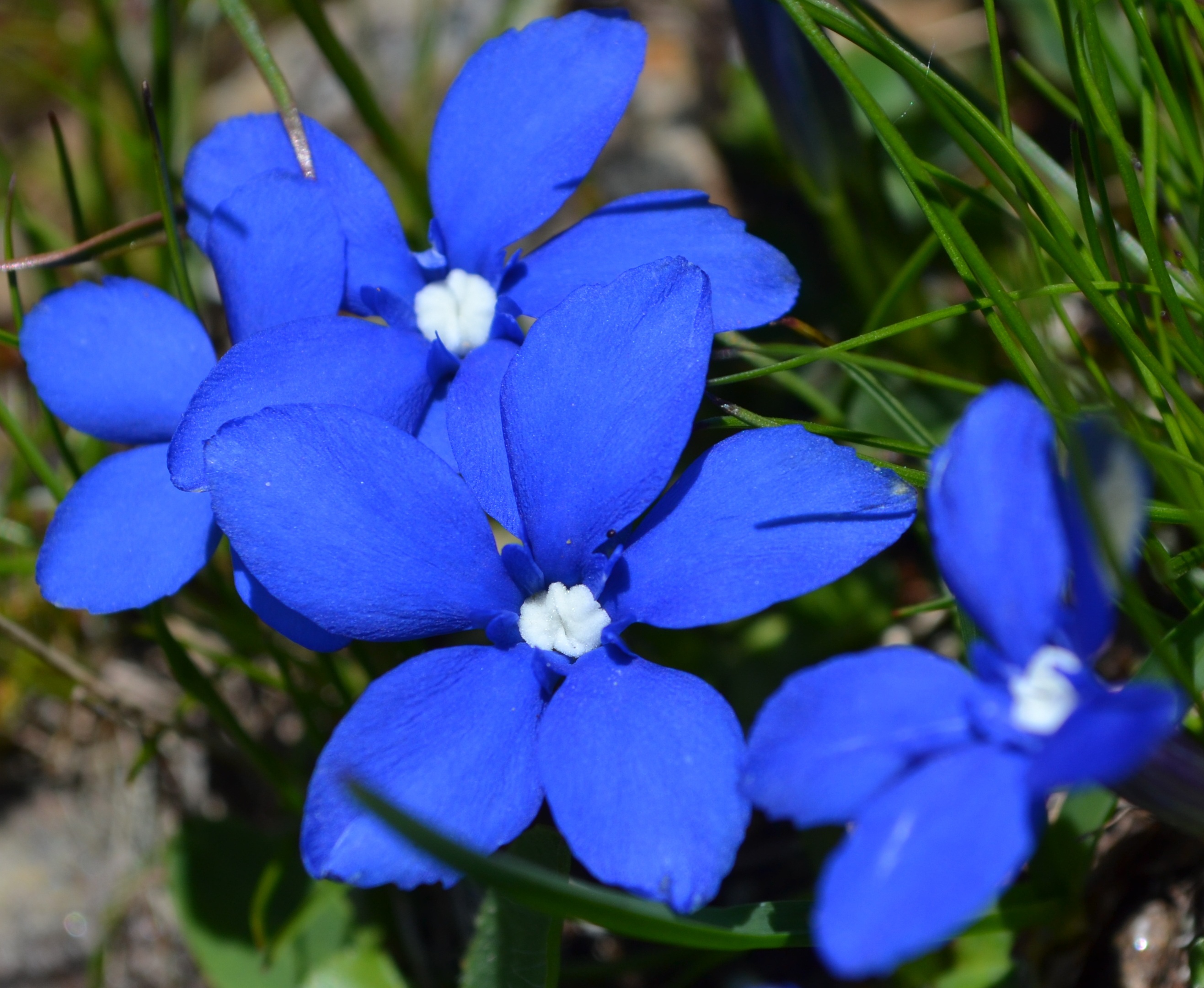 Места синего цветка