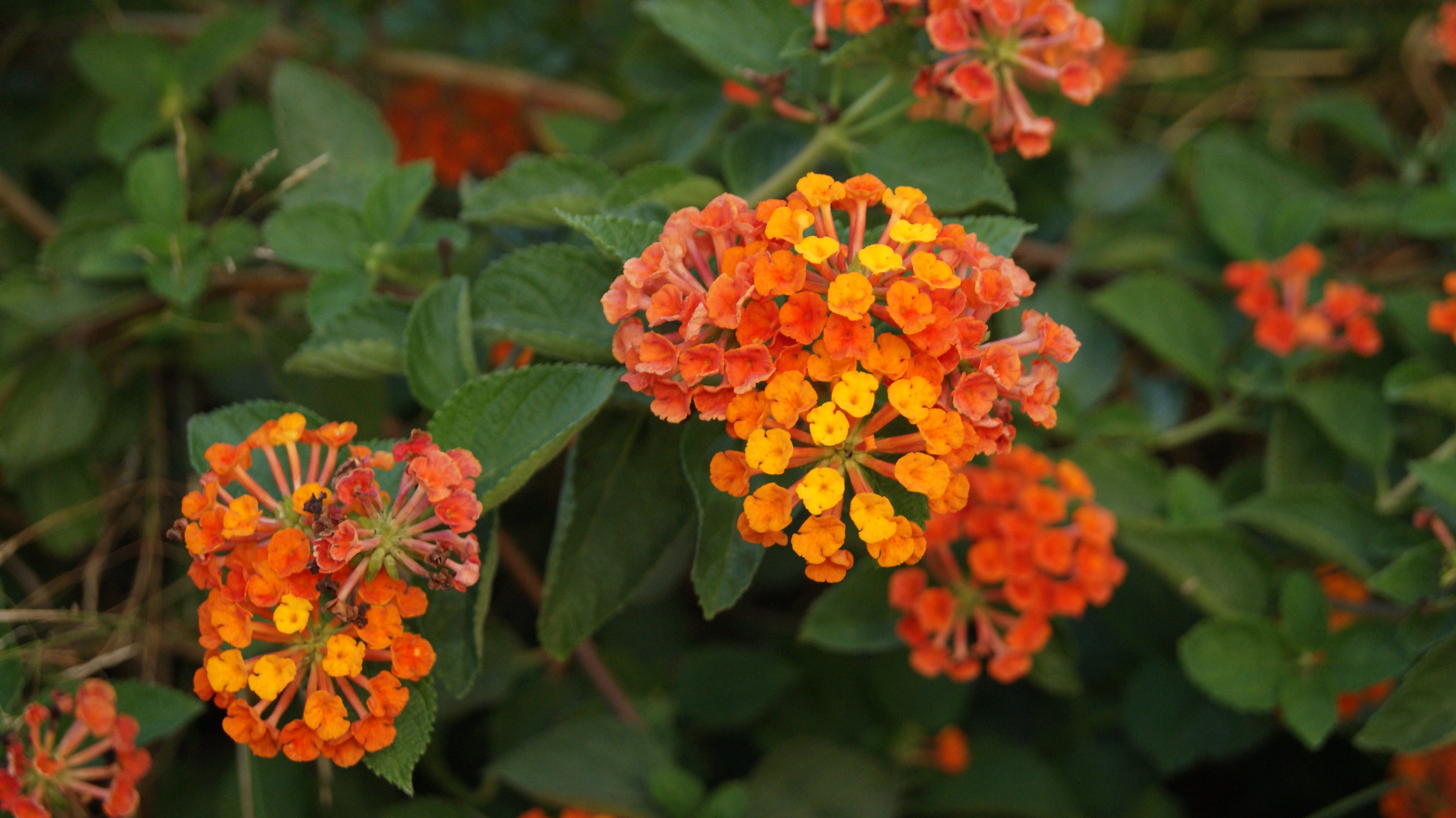 Orange Flowers and Green leaves free image download