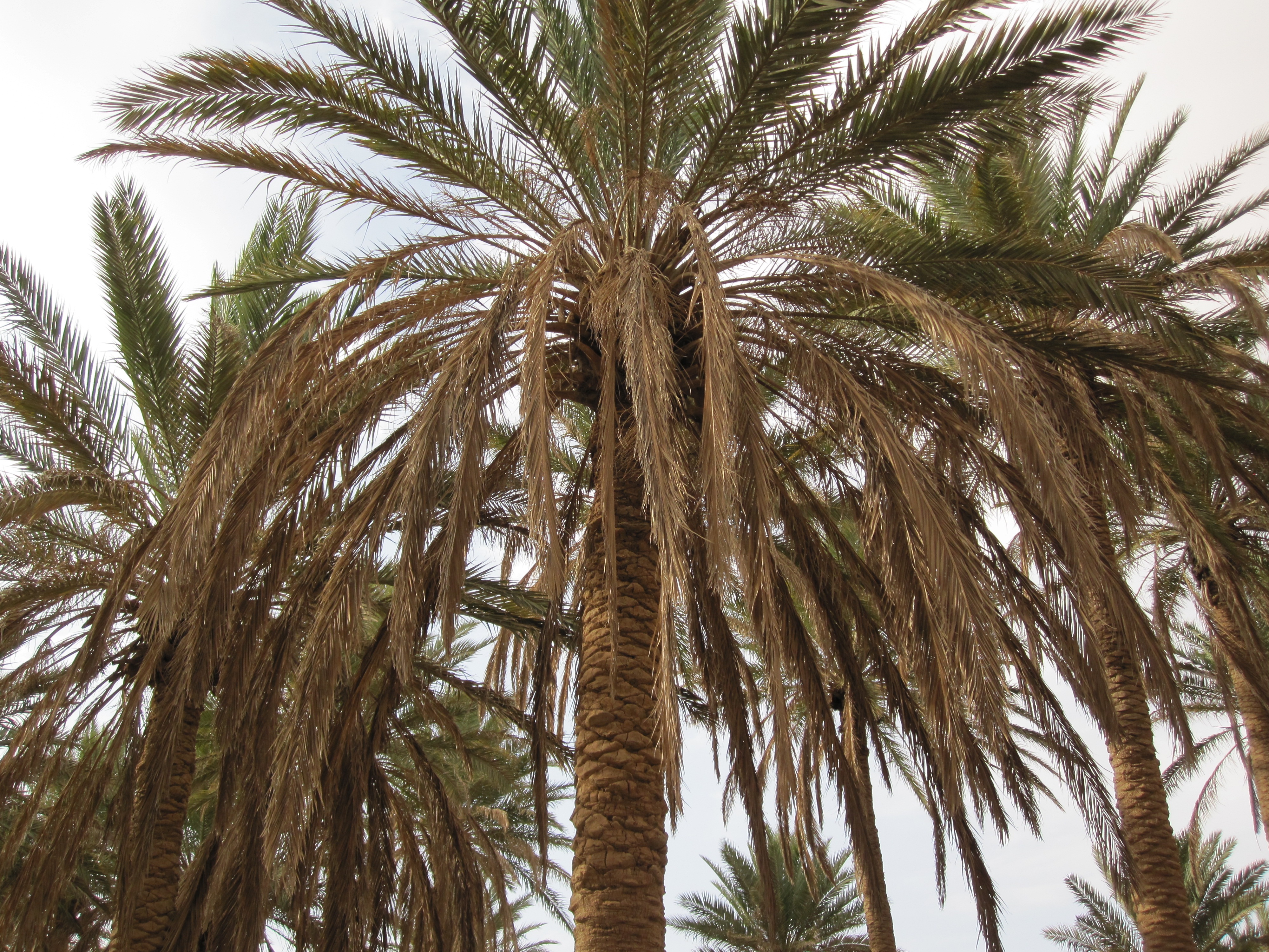 пальмы в москве на старых