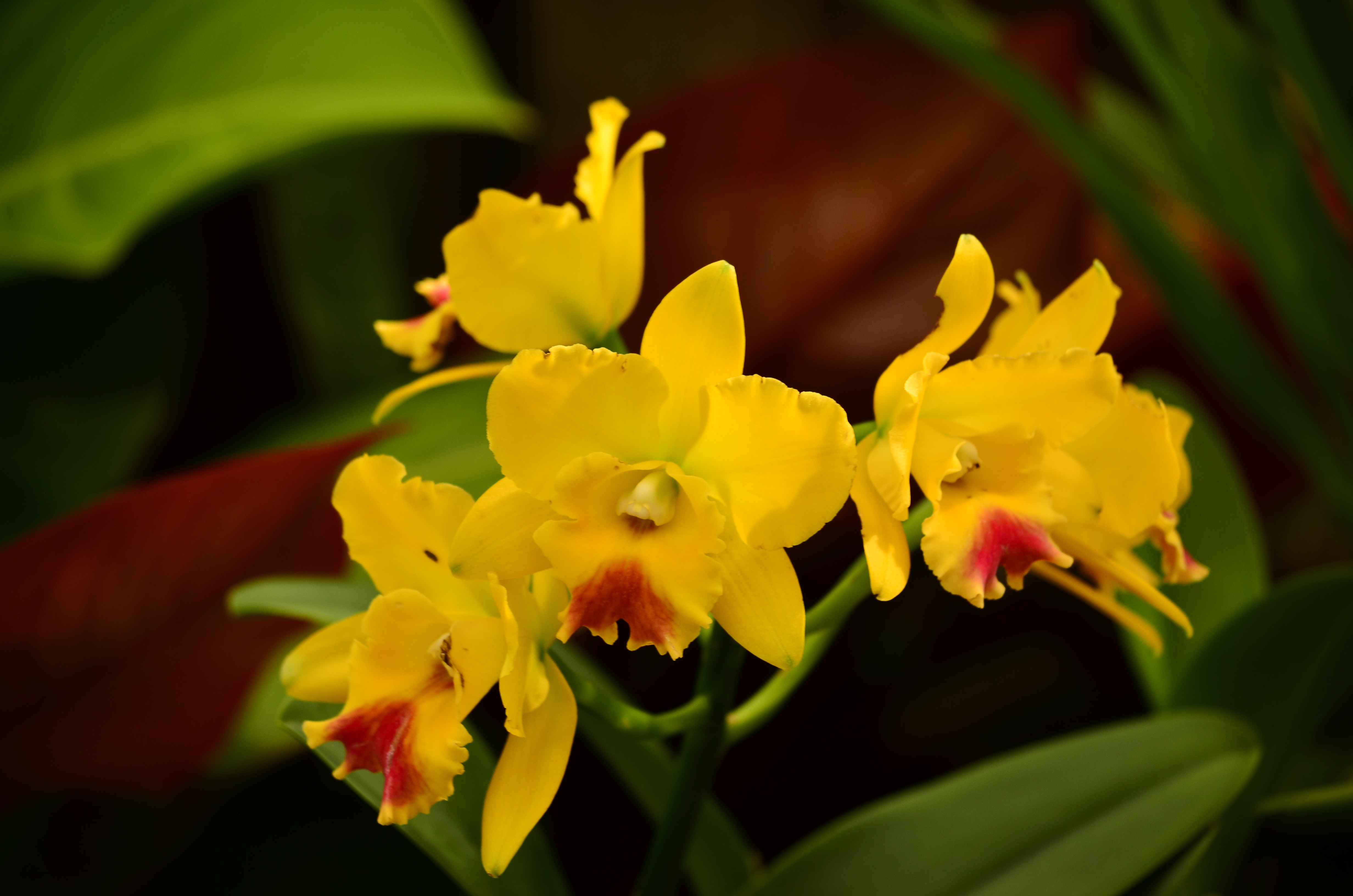 Yellow Orchids Cymbidiums Flowers At Garden Free Image Download 