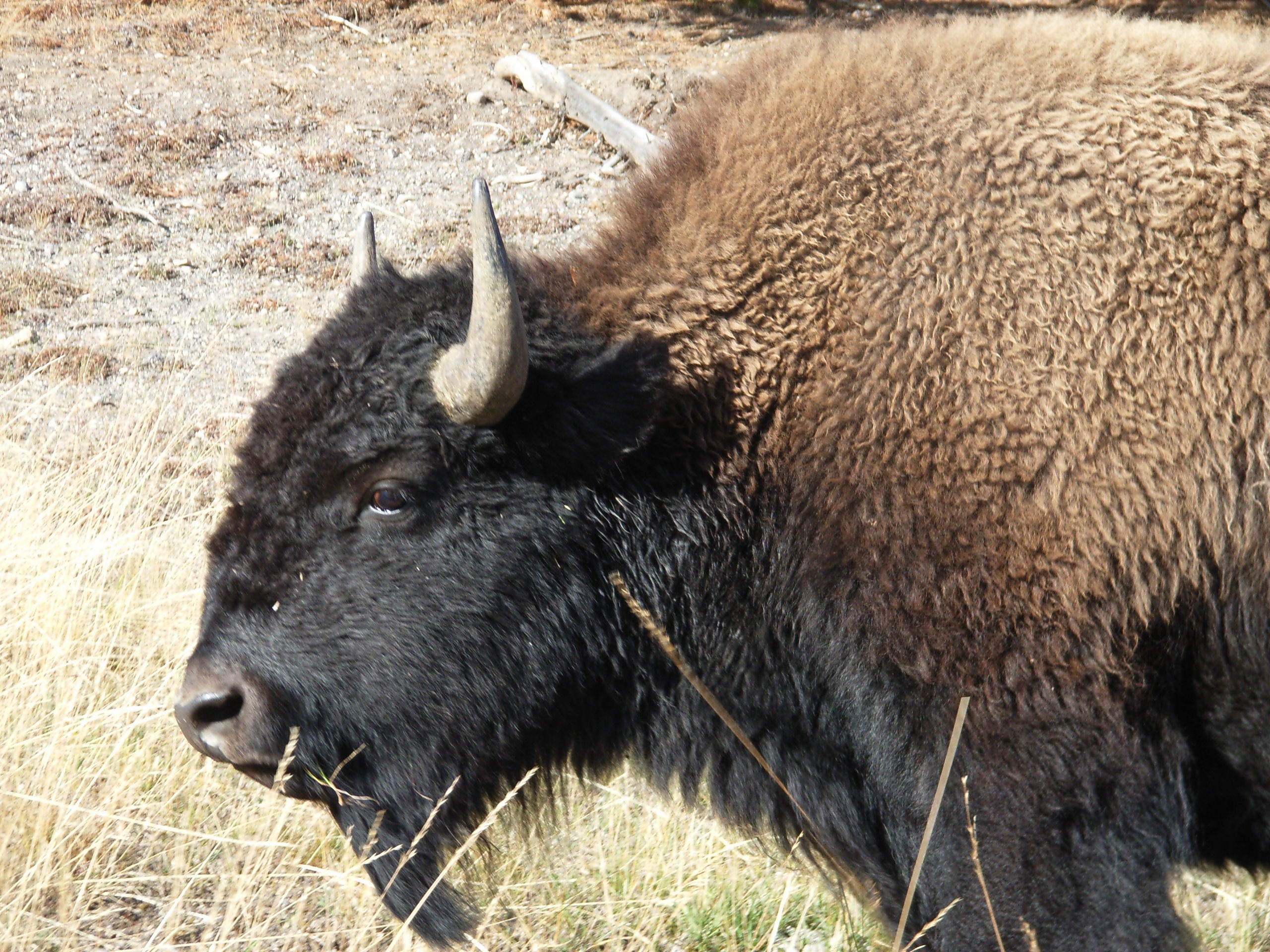 Bison Wyoming Yellowstone National Free Image Download   6194498 