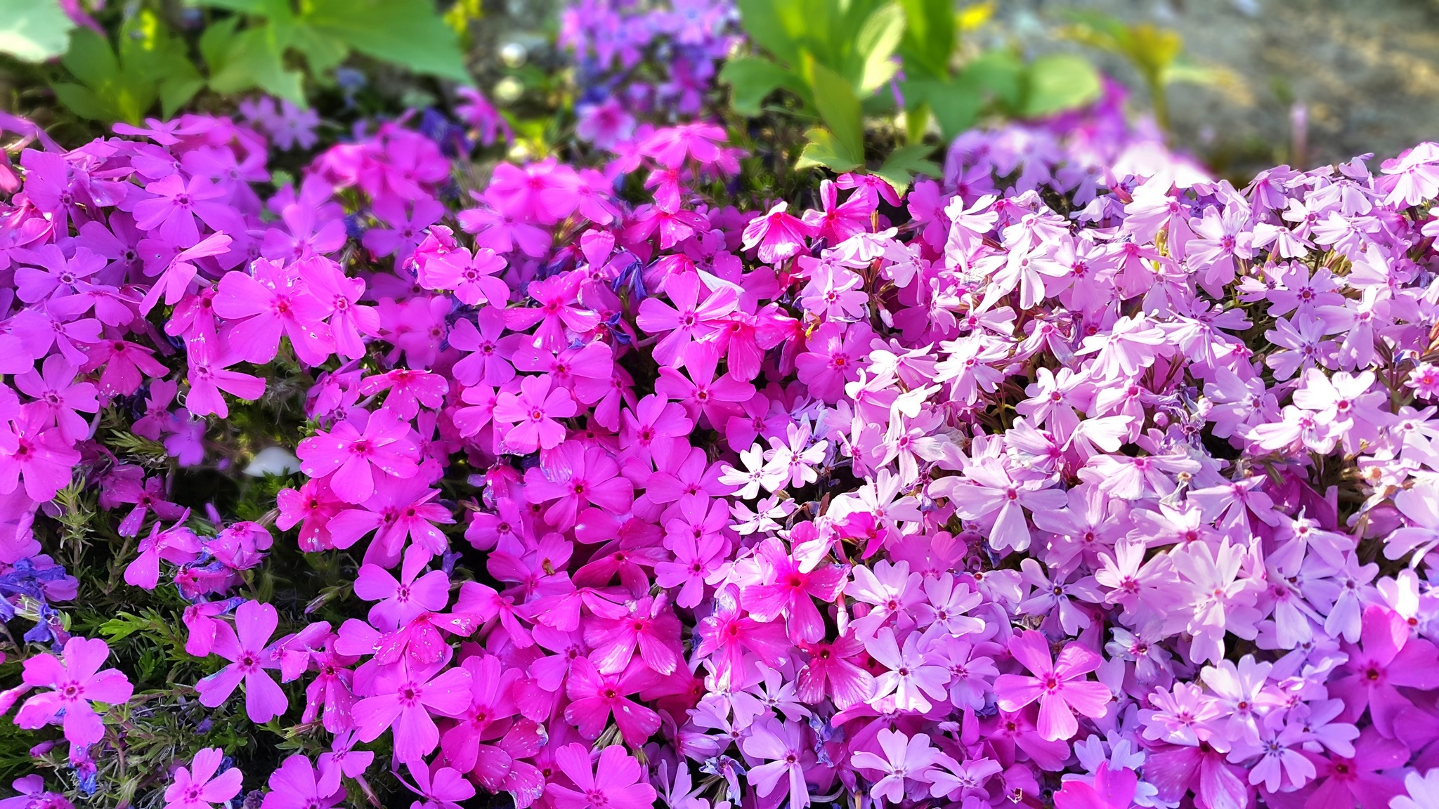 Flowers Pink Bright free image download