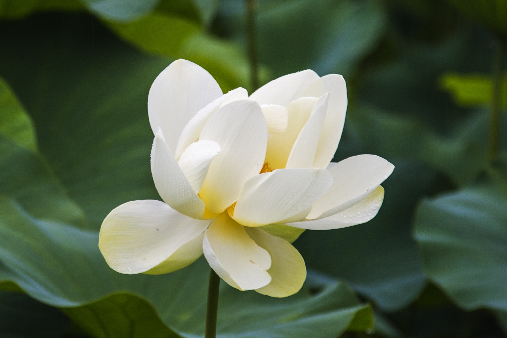 Lotus Scenery Beautiful free image download