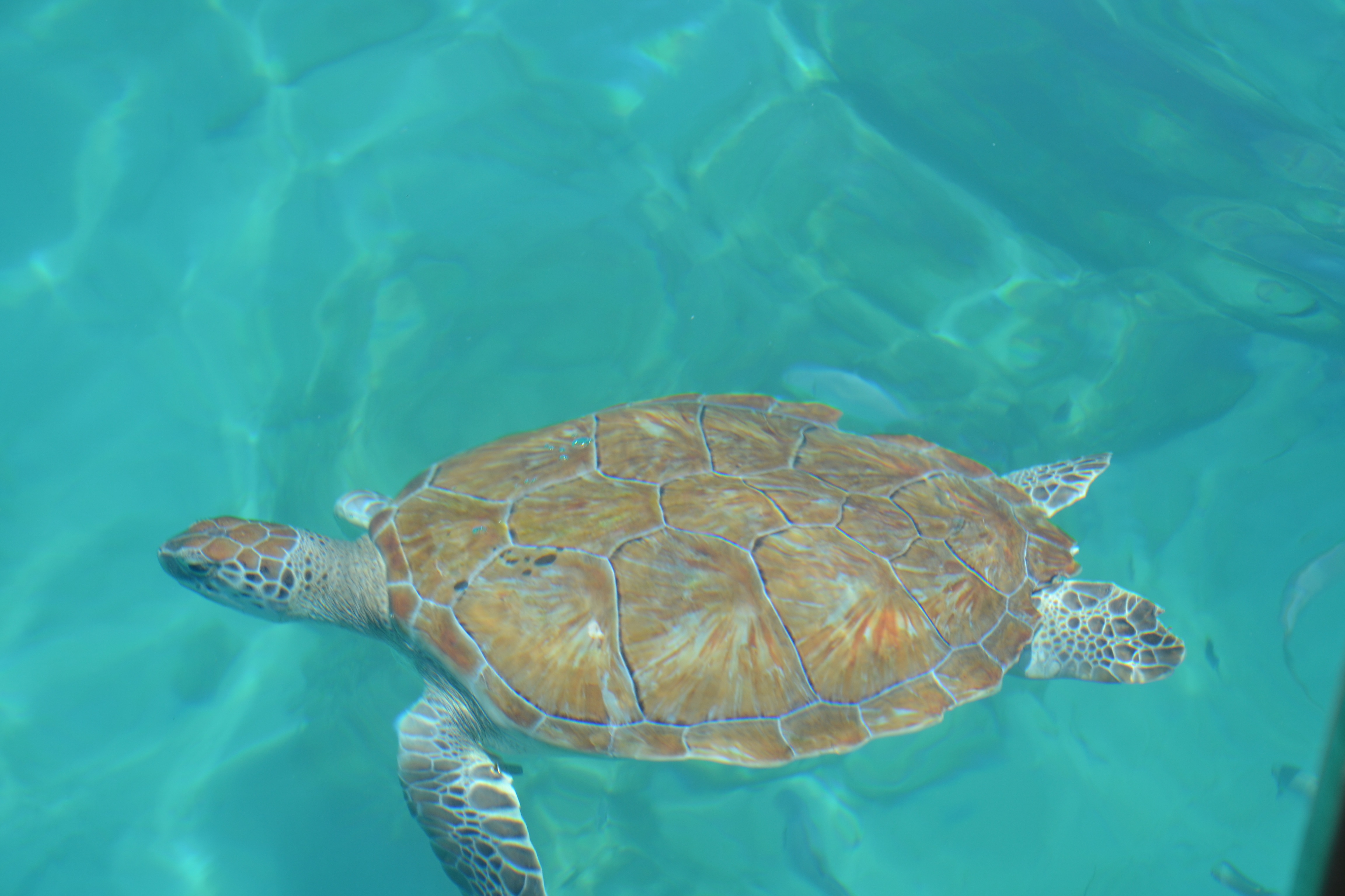 Плавающая в море черепаха 5. Голубая морская черепаха. Куб "морские черепахи" Murano. Черепаха плывет. Барбадос черепаха.