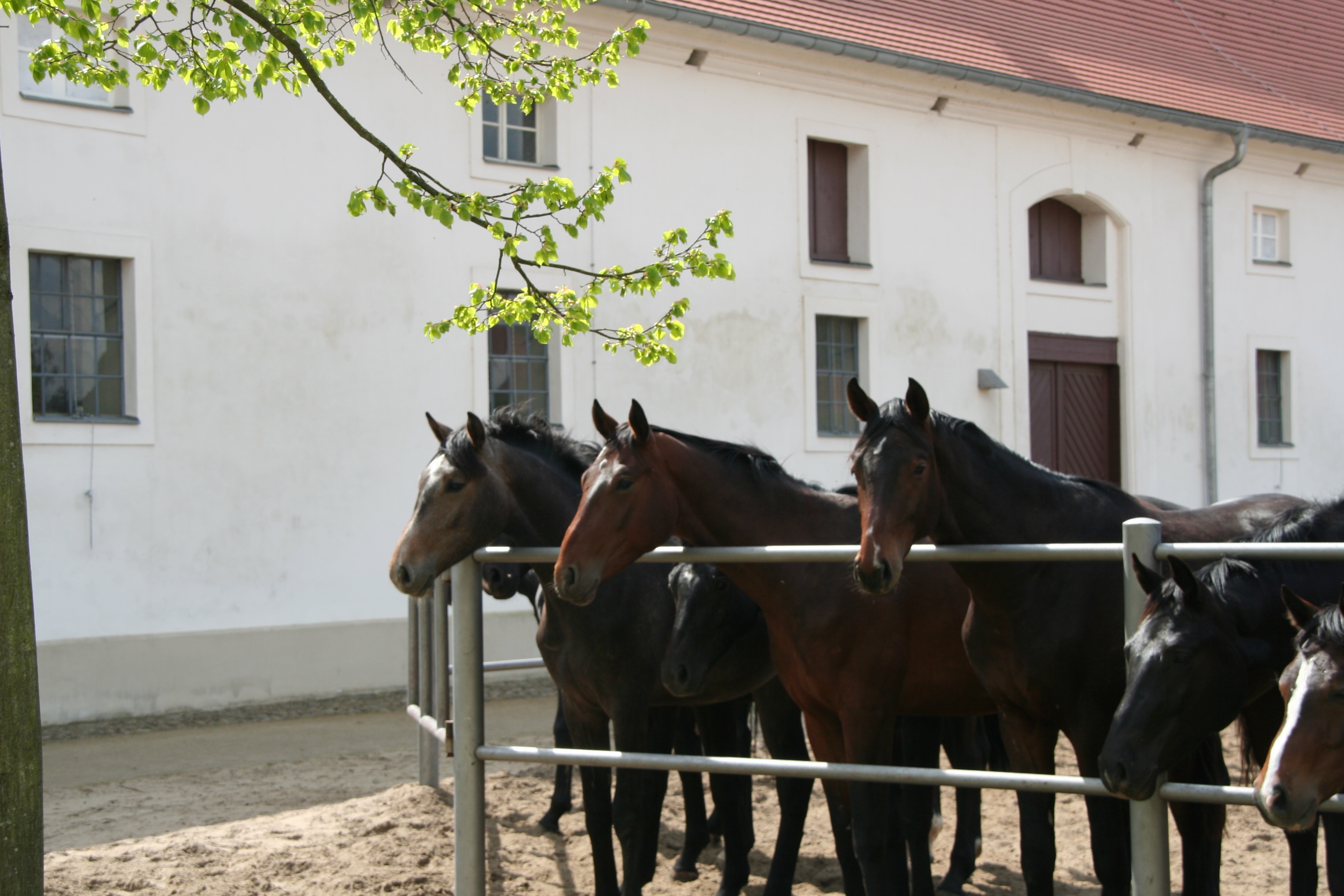 [Letter3 5] Deup Close Horses Mating - p41rodh