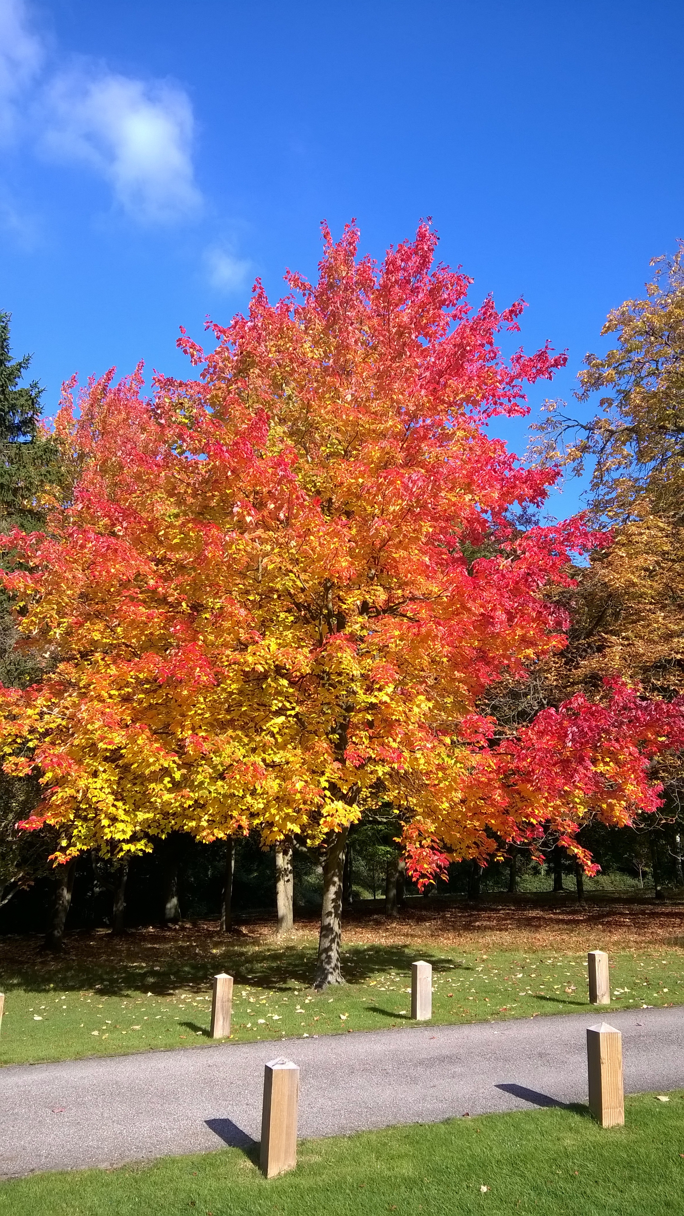 Клён сахарный (Acer saccharum) купить саженцы в Москве по низкой цене из питомни