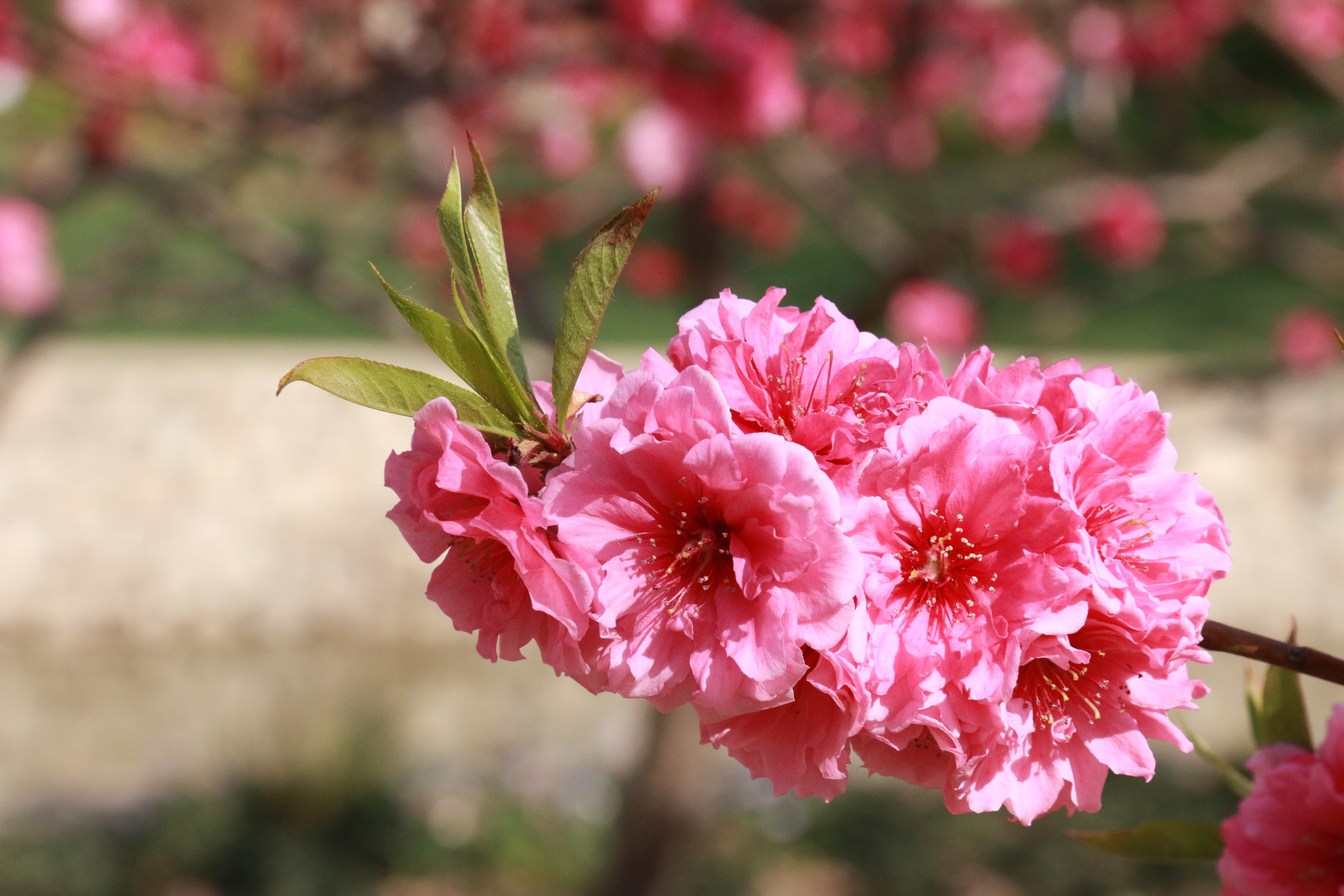 April pink flowers free image download