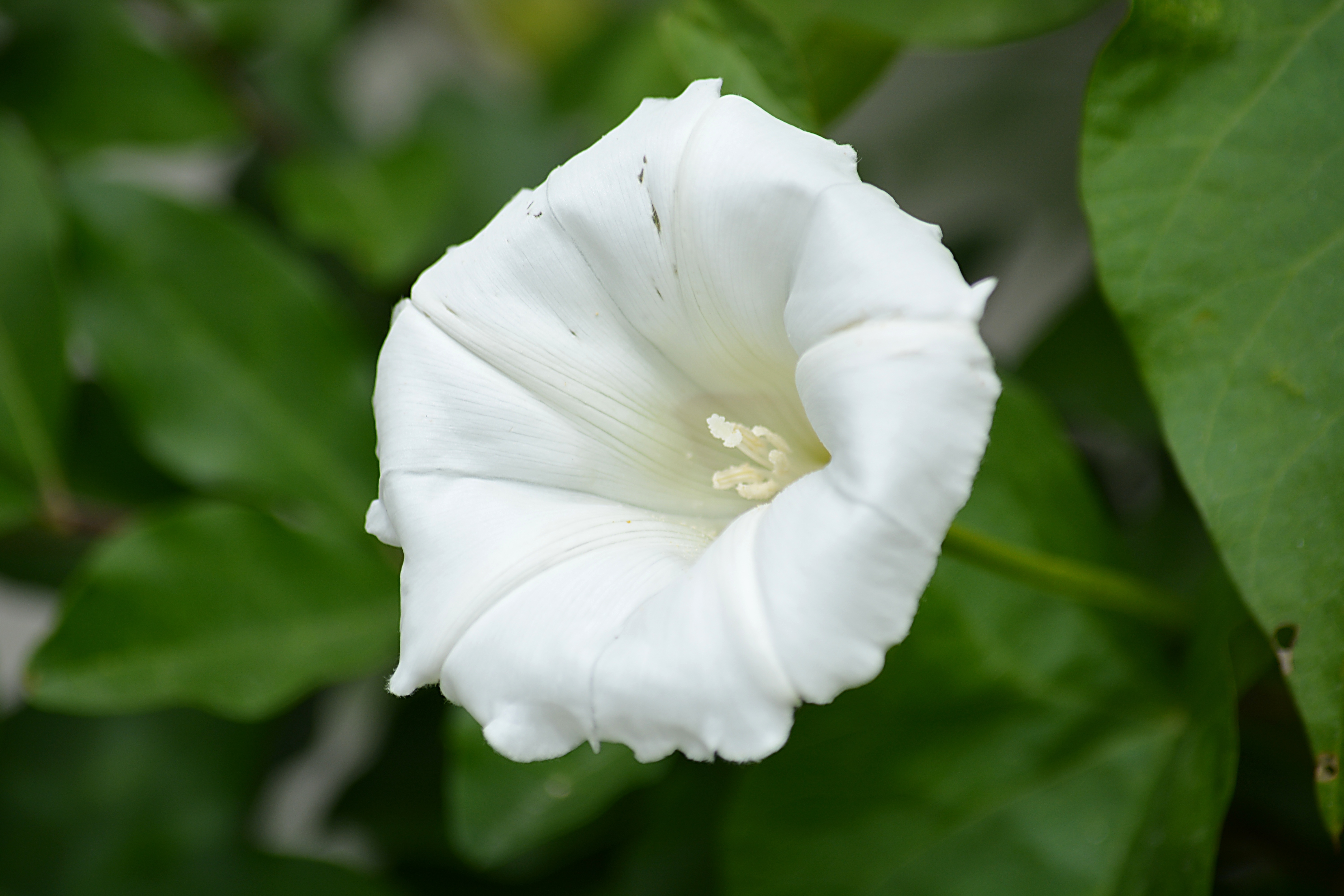 Белый цветок Вьюнок