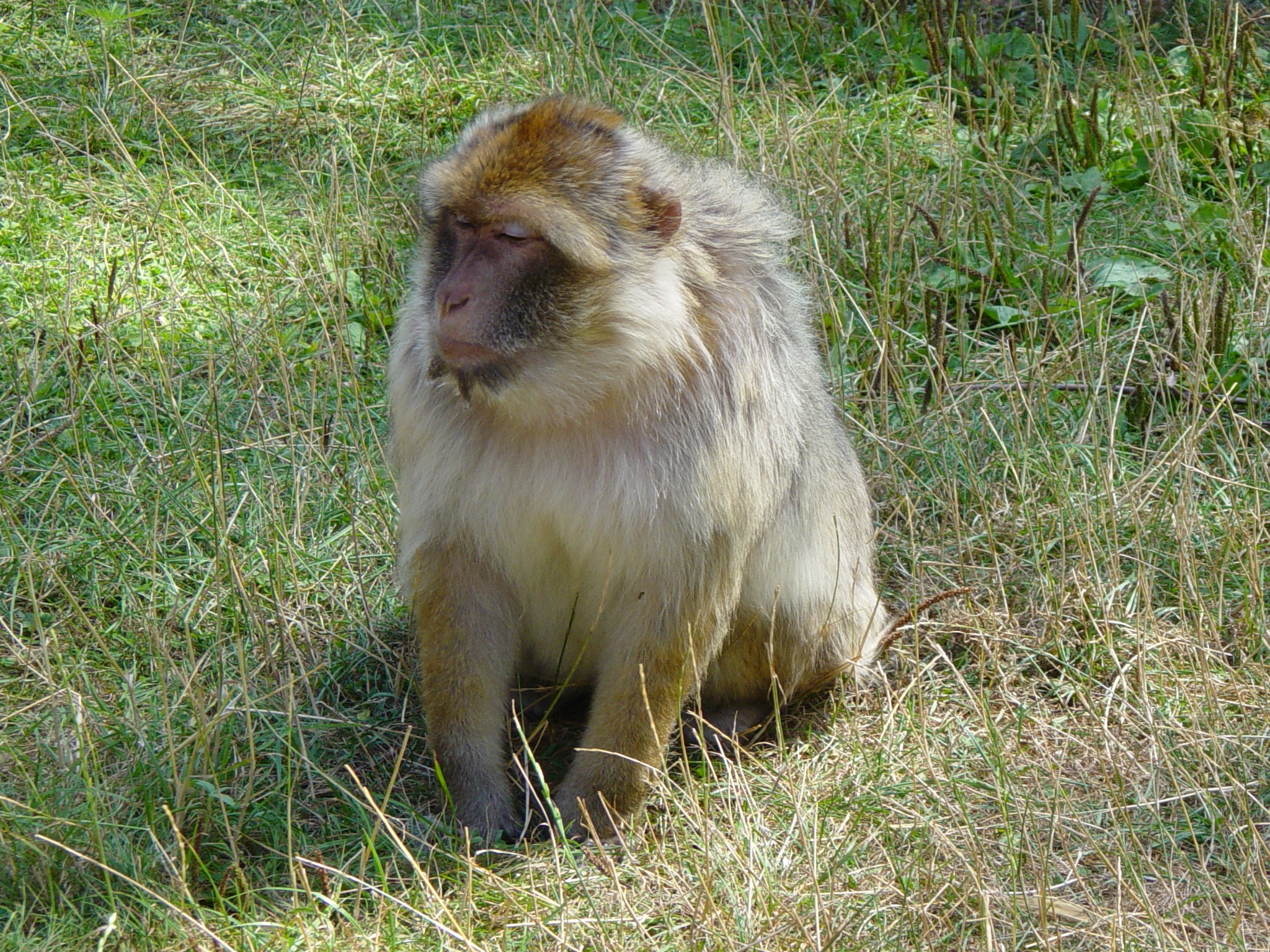 Monkey Baboon free image download