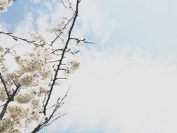 Cherry Blossom Spring