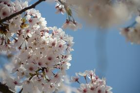 Cherry Blossom Flowers Japan