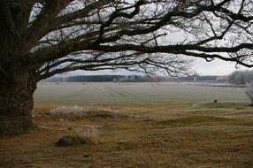 Oak Tree Countryside