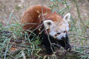 Panda Bear Red