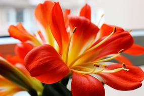 Clivia Miniata Flowers
