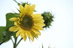 Sunflower Flower