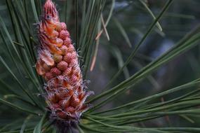 Pine Tree
