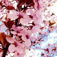Spring Flowers