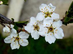 White Flowers at Spring branch