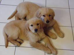 Golden Retrievers Gracie Charlie