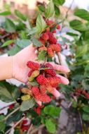 Mulberry Open Heart berries