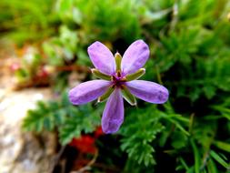 flower with purple petals close up in blurred background