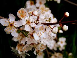 Flower White Spring