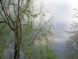 Tree Park Sky