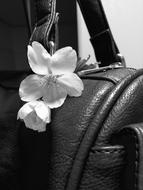 monochrome photo of Purse Flower Cherry