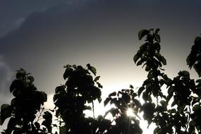 Sun Through Trees Dark