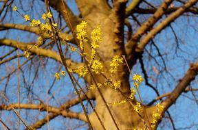 Forsythia Flowers