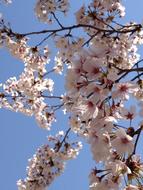 Japan Cherry Blossoms at Spring